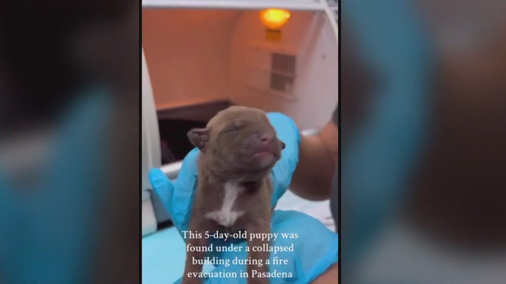 LA fires: Rescuing animals lost in the fire