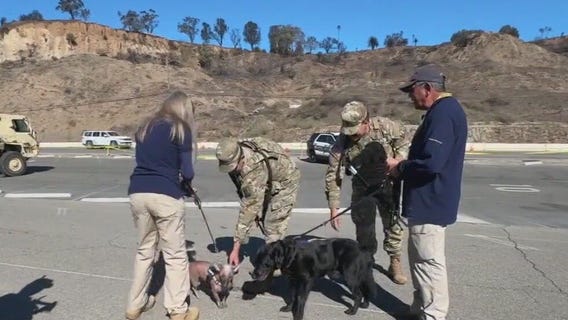 Therapy dogs comfort first responders during fires