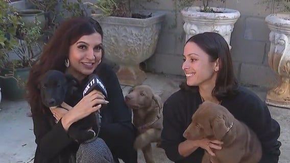 Puppies rescued from Eaton fire looking for new homes