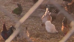 Animals rescued during fires in Montebello