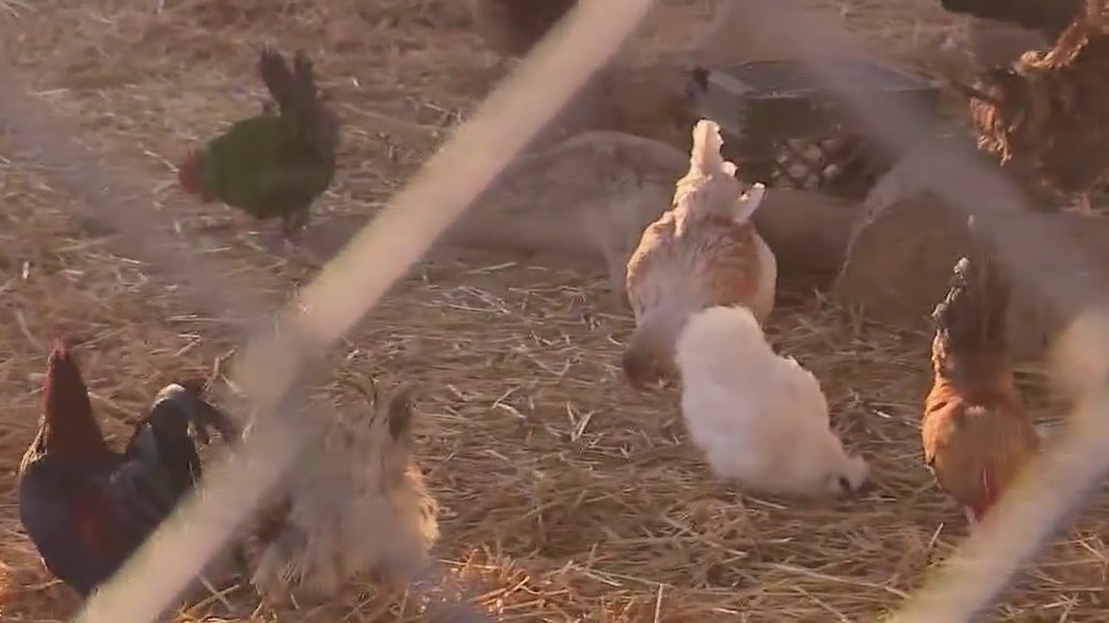 Animals rescued during fires in Montebello