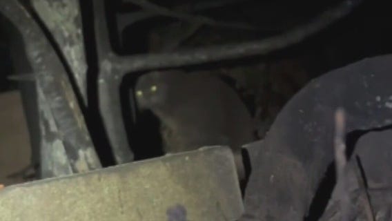 Animal rescues trying to reunite owners with displaced pets