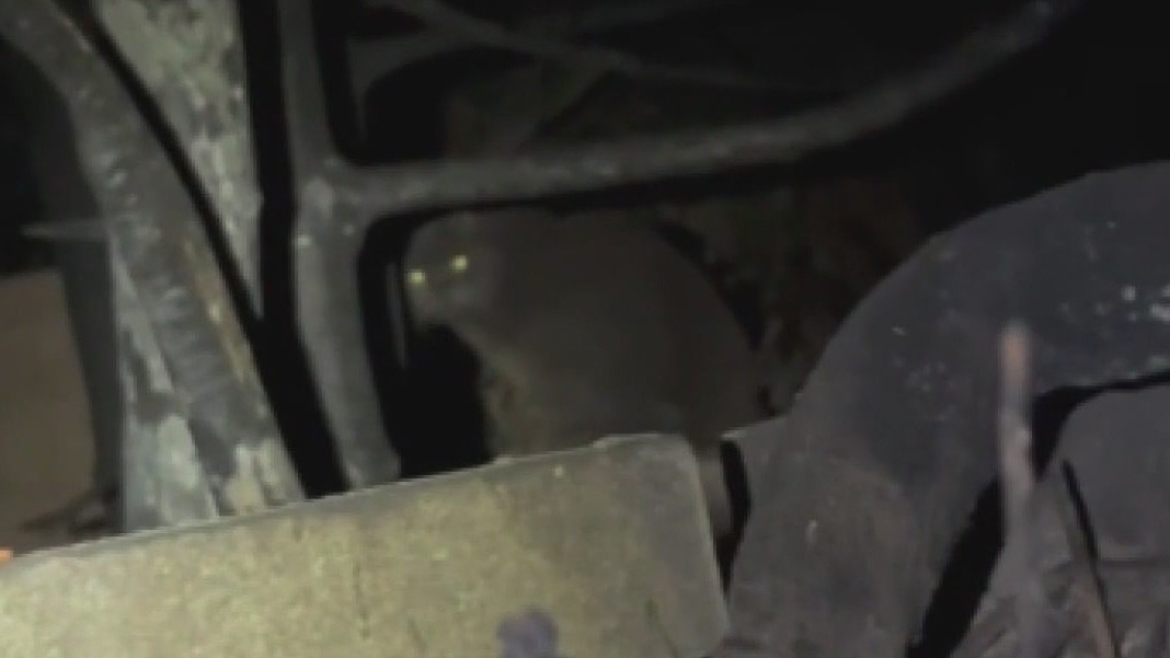 Animal rescues trying to reunite owners with displaced pets