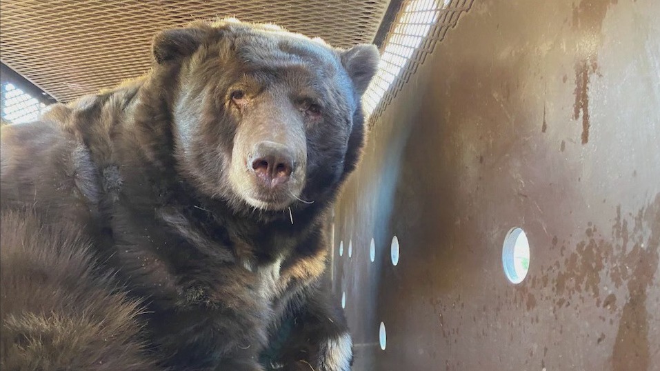 Family returns from evacuation, finds massive bear