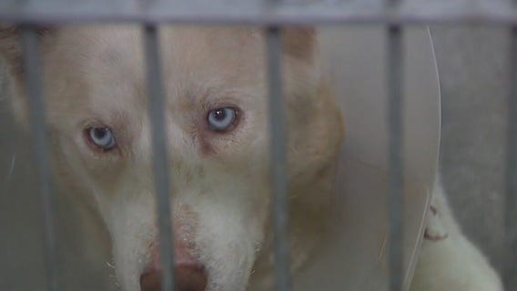 Eaton Fire injures 1,000+ animals