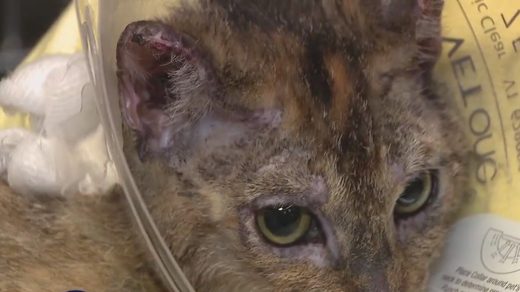 Pasadena Humane caring for pets hurt in fire