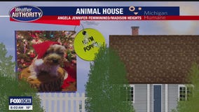 Welcome Poppy, Bella & Pepper Jack