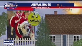 Welcome Kahlua, Jax & Willow