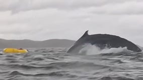 Kayaker survives being swallowed by whale