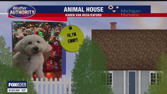 Welcome Emmy, Oscar & Lily Rose