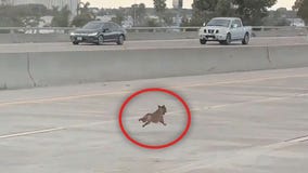 Chihuahua dodges traffic 'for miles' on California freeway