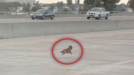 Chihuahua dodges traffic 'for miles' on California freeway