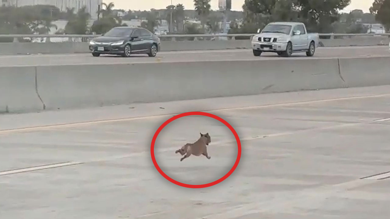 Chihuahua dodges traffic 'for miles' on California freeway