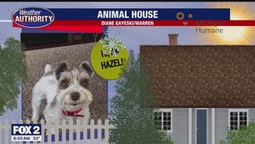 Welcome Hazel, Gus & Marshall