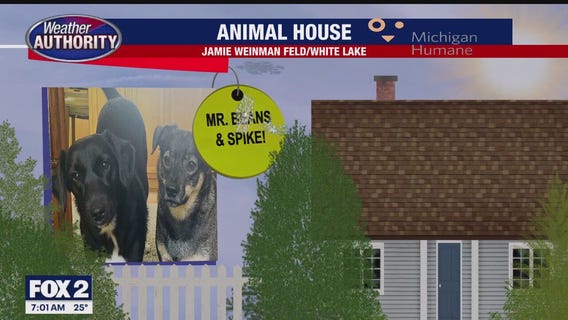 Welcome Mr Beans, Spike, Daisy Mae, Precious