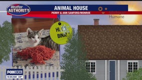 Welcome Binx, Nyla & Jasper