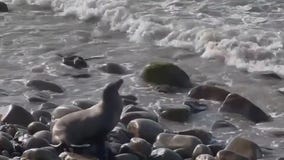 Mysterious sea lion sickness spreads in Malibu