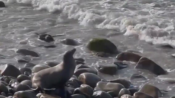 Mysterious sea lion sickness spreads in Malibu