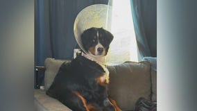 Dog survives eating 24 socks, onesie, more