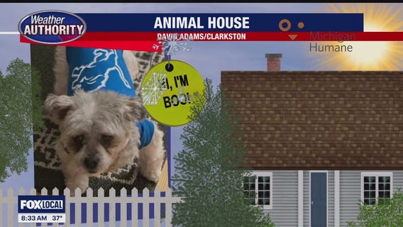 Welcome Boo Bear, Scarlett, Georgia & Pepper