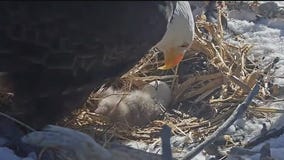 Eagles Jackie and Shadow hatch two eaglets