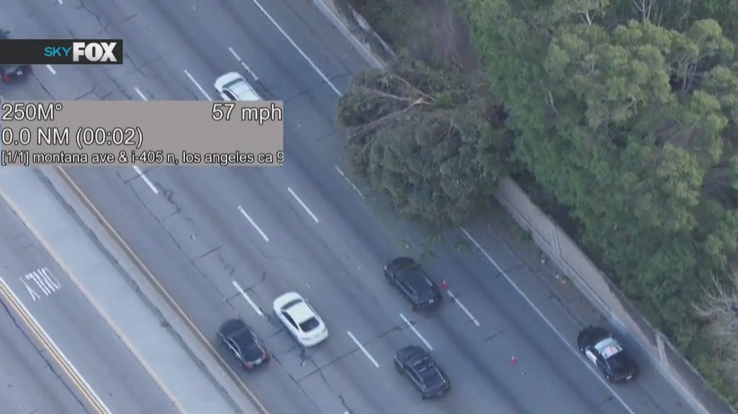 Tree blows down onto 405 Freeway