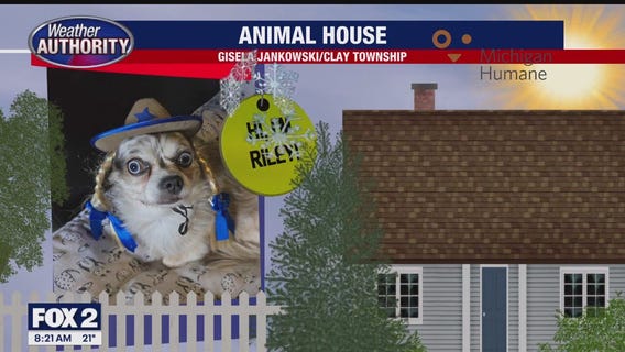 Welcome Riley, Daisy, Isabella