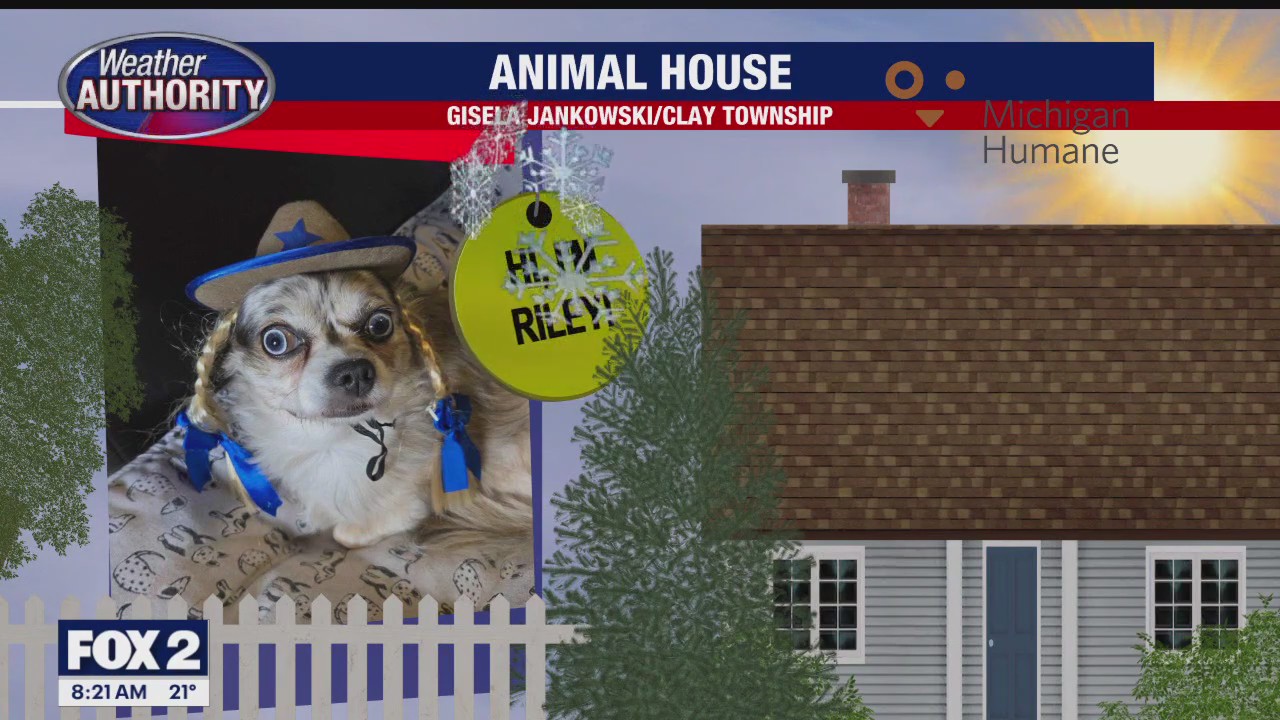 Welcome Riley, Daisy, Isabella