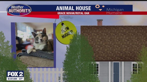 Welcome Nugget, Autumn, Milo