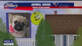 Welcome Piper, Perky & Jack