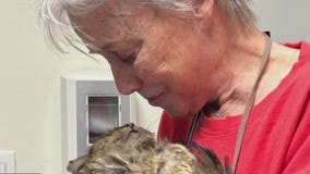 Cat survives in Palisades Fire rubble for 2 months