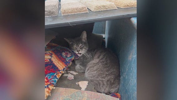 Man arrested for tossing injured cat into dumpster