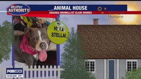 Welcome Stella, Moose, Mabel, Henry