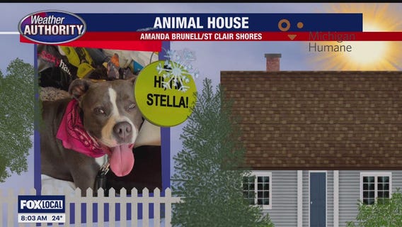 Welcome Stella, Moose, Mabel, Henry