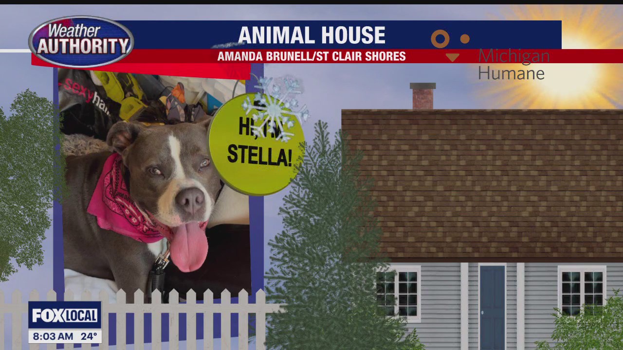 Welcome Stella, Moose, Mabel, Henry