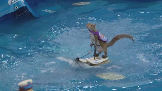 Twiggy the water skiing squirrel visits Detroit, Sterling Heights murder suspect arrested, water main ruptures, the weather and more