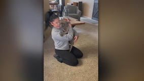 French bulldog found 2 years after going missing