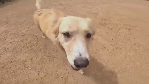 Metro Detroit vets say to re-register your pets' microchips after business closure