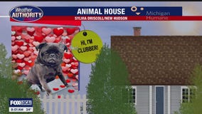 Welcome Clubber, Bailey, Whipple