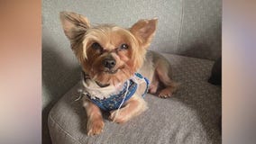 Pet owners blame dogs' deaths on fresh food