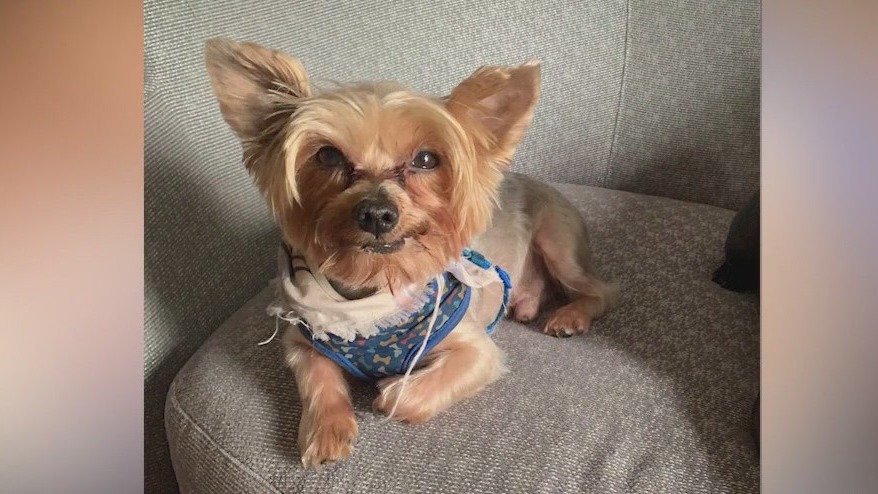 Pet owners blame dogs' deaths on fresh food