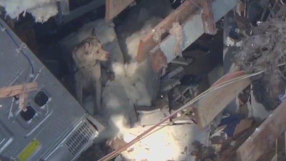 Dog rescue following Pacoima house explosion