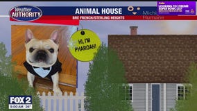 Welcome Pharoah, Scout, Emma, Sookie