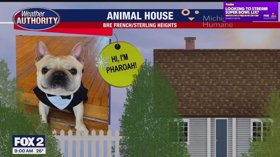 Welcome Pharoah, Scout, Emma, Sookie