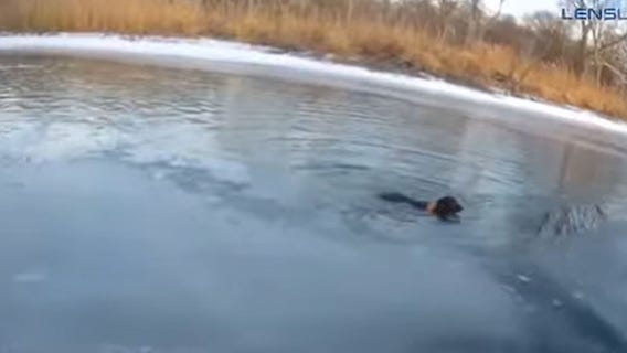 Trenton police save dog from icy water