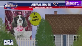 Welcome Harper, Eva, Sugar