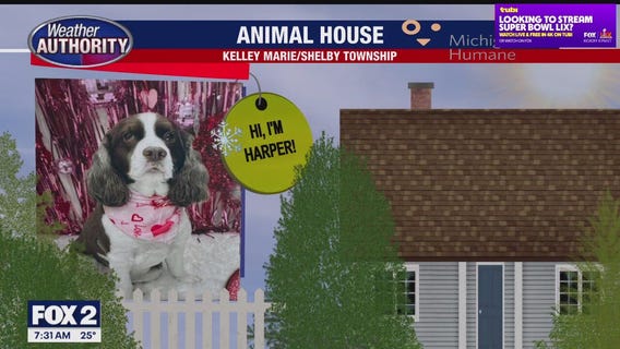 Welcome Harper, Eva, Sugar