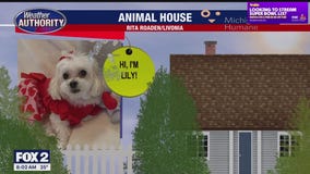 Welcome Lily Rose, Ernie, Halsey, Lexi