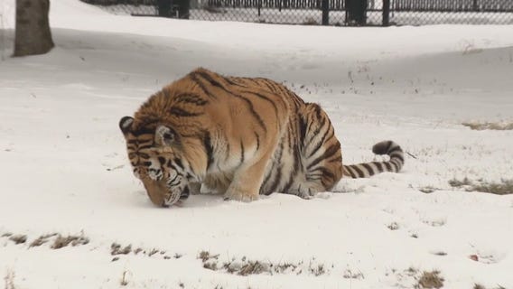 Detroit Zoo is a great place to visit in the winter