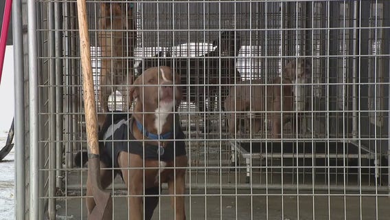 Rebel Dogs Detroit seeks foster homes for injured dogs